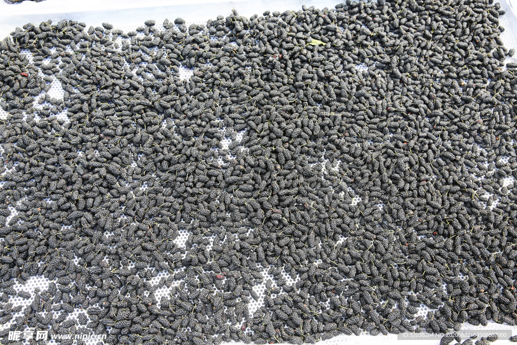 桑葚采摘 桑葚上市 桑甚果