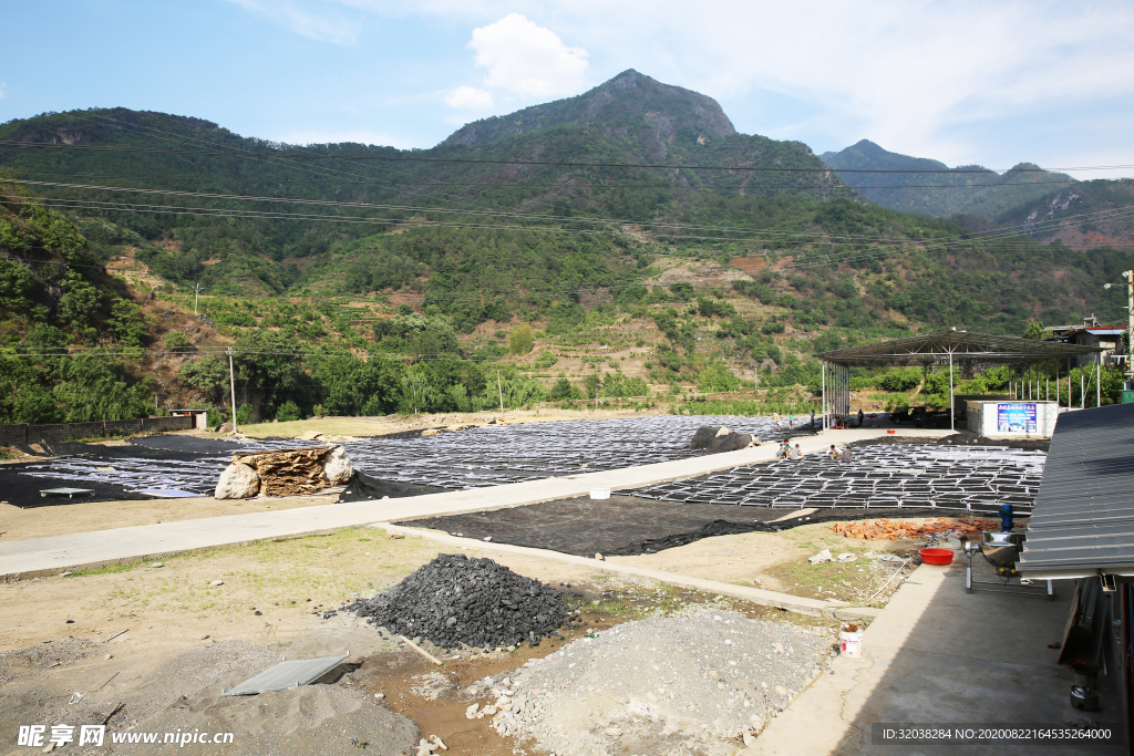 桑葚采摘 桑葚上市 桑甚果
