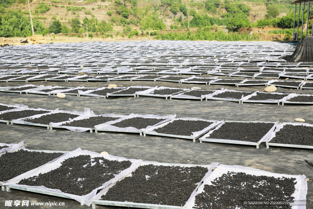 桑葚采摘 桑葚上市 桑甚果