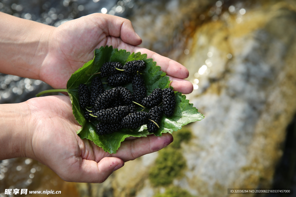 桑葚采摘 桑葚上市 桑甚果