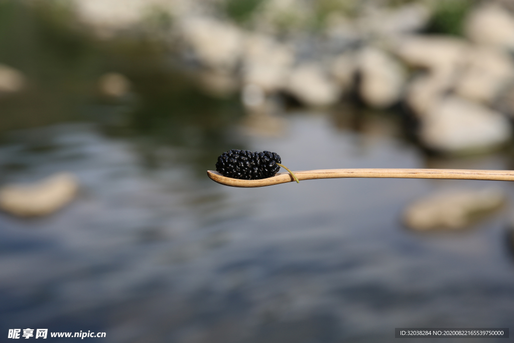 桑葚采摘 桑葚上市 桑甚果