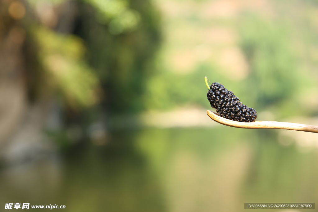 桑葚采摘 桑葚上市 桑甚果