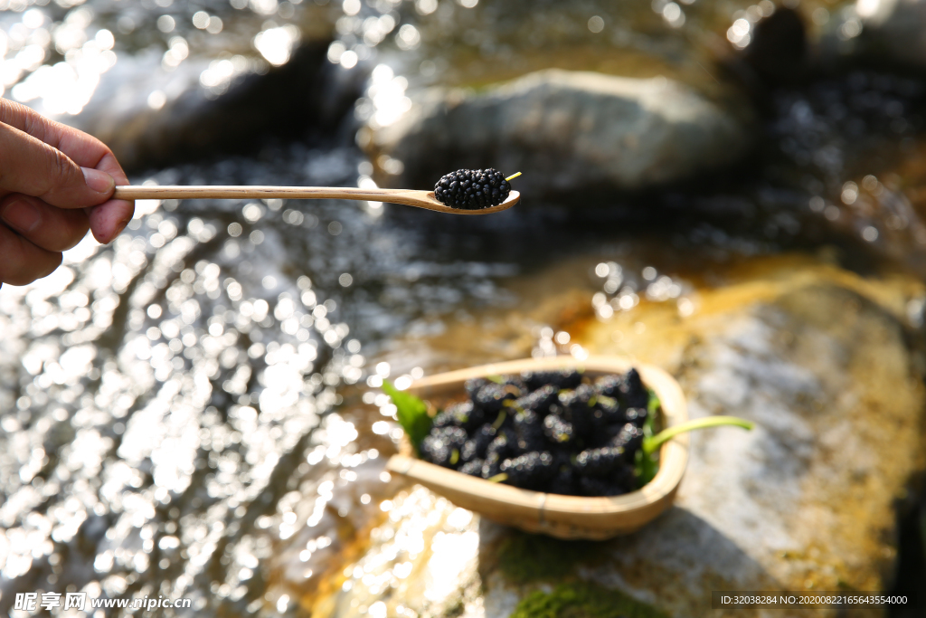 桑葚采摘 桑葚上市 桑甚果