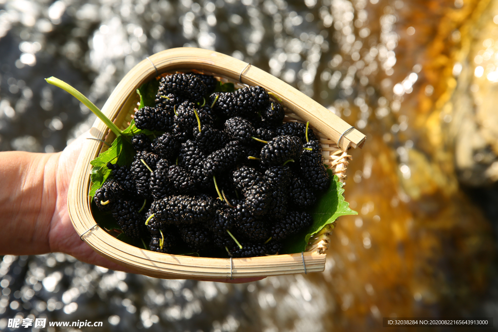 桑葚采摘 桑葚上市 桑甚果