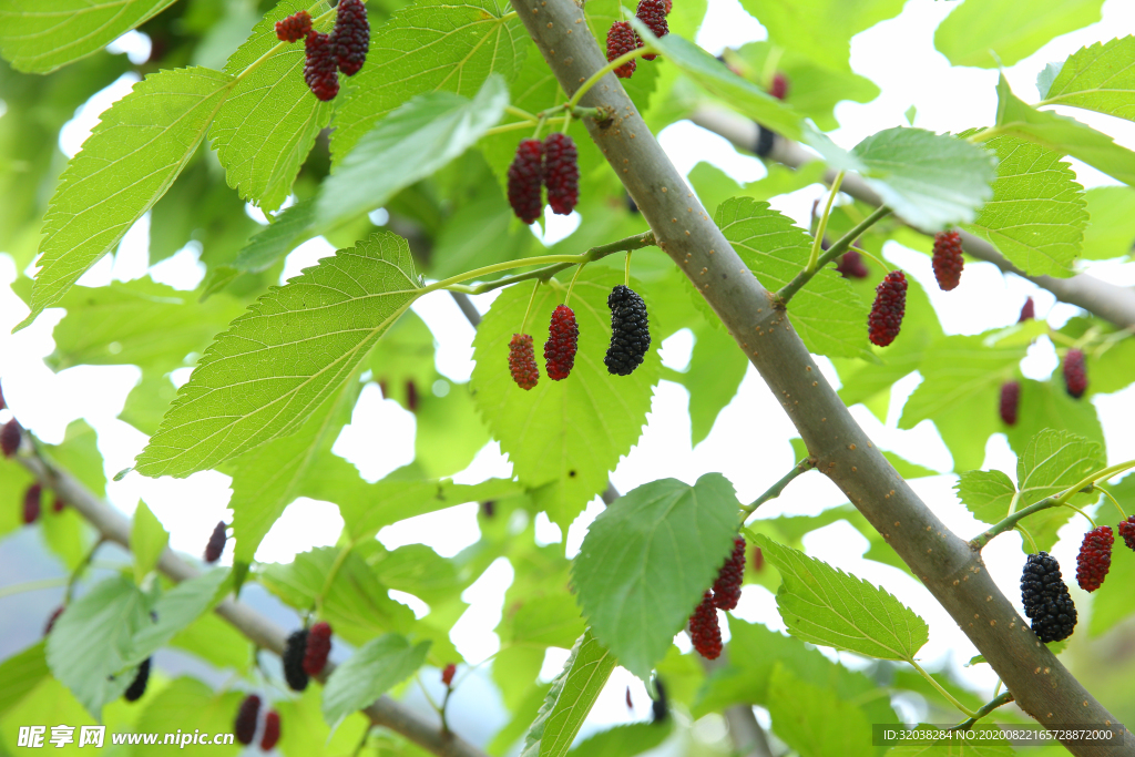 桑葚采摘 桑葚上市 桑甚果