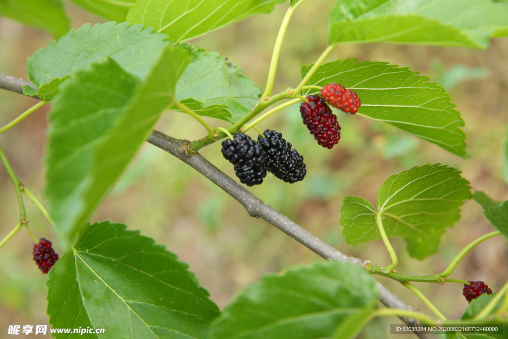 桑葚采摘 桑葚上市 桑甚果