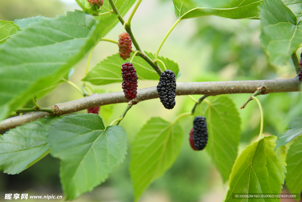 桑葚采摘 桑葚上市 桑甚果