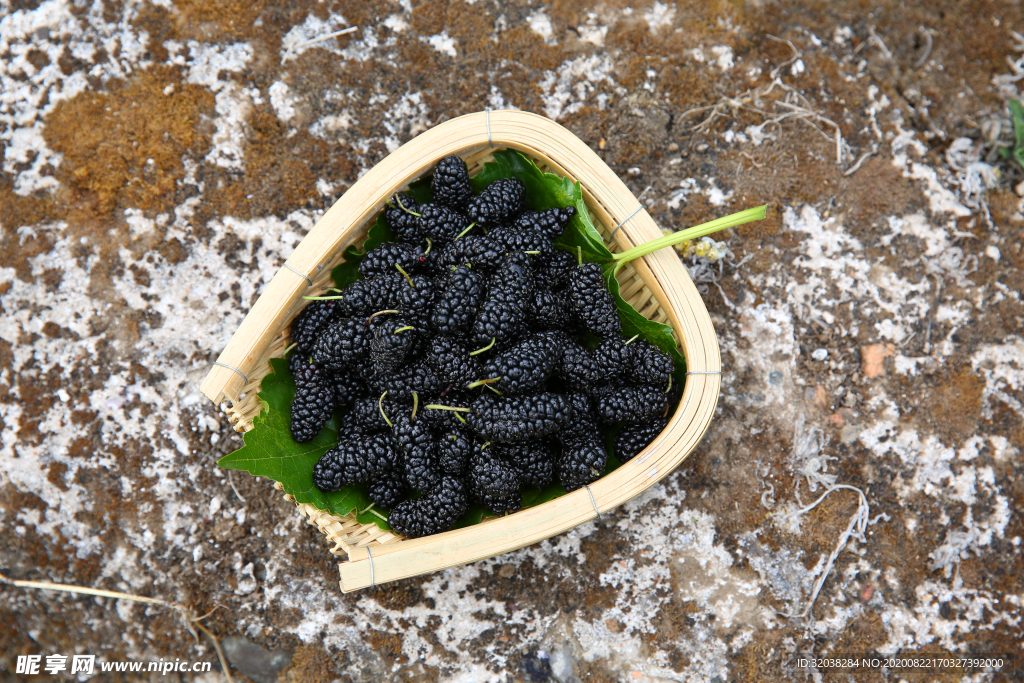 桑葚采摘 桑葚上市 桑甚果