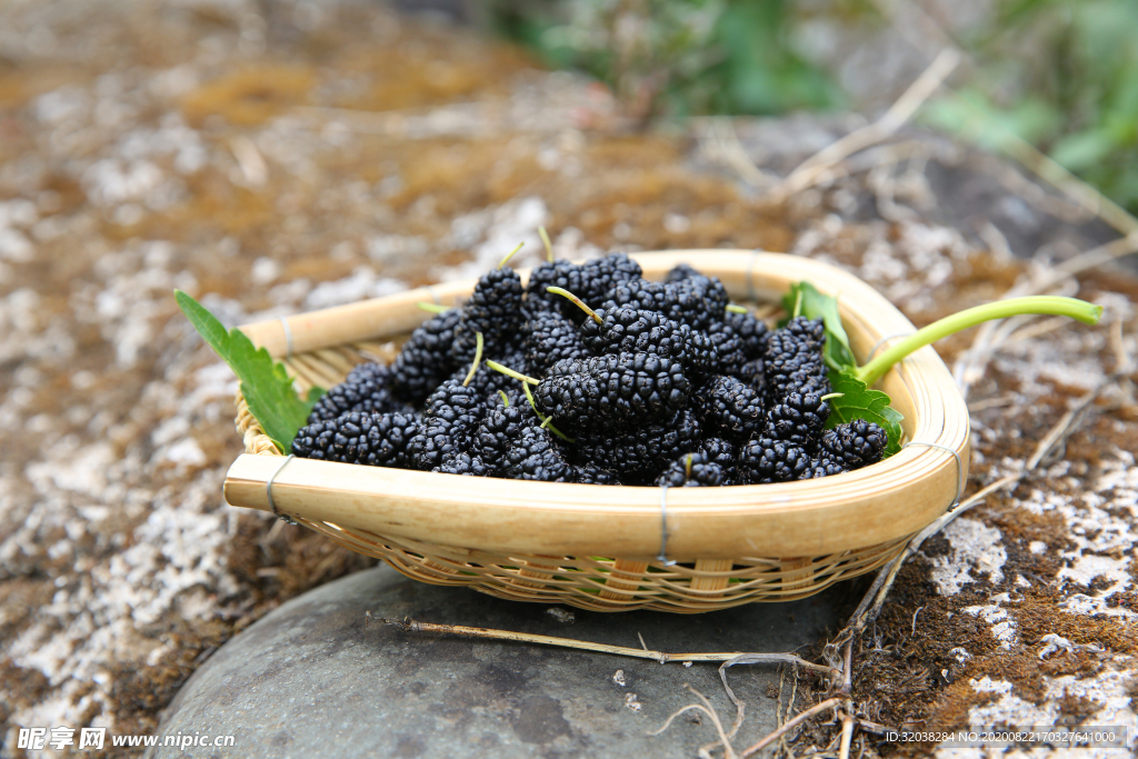 桑葚采摘 桑葚上市 桑甚果