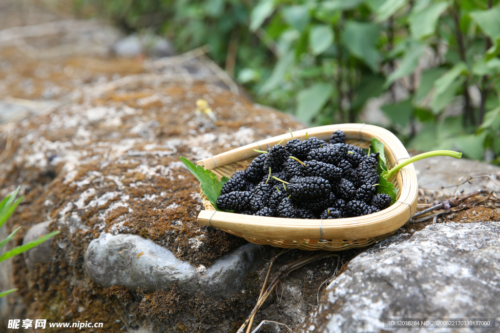 桑葚采摘 桑葚上市 桑甚果