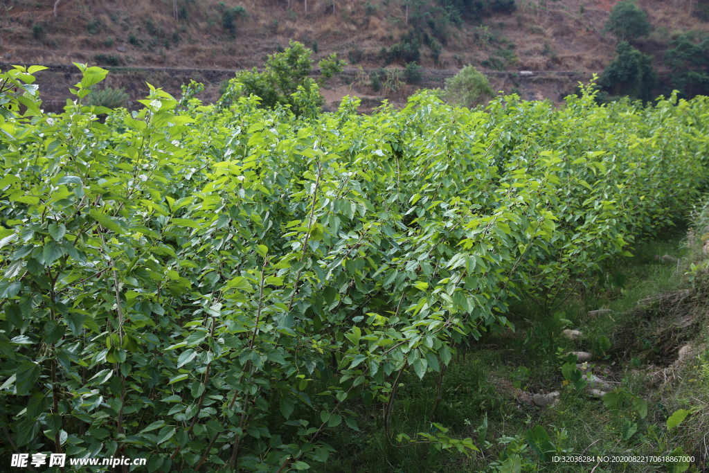 桑葚采摘 桑葚上市 桑甚果