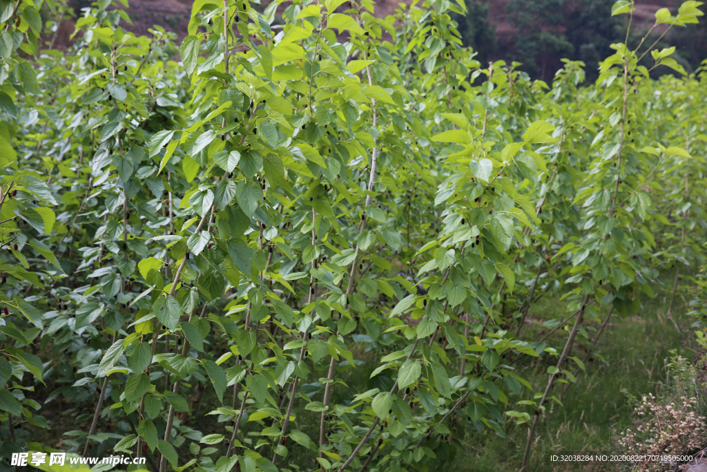 桑葚采摘 桑葚上市 桑甚果