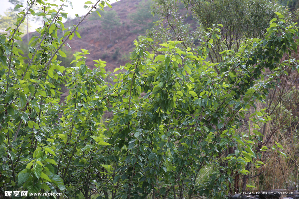 桑葚采摘 桑葚上市 桑甚果