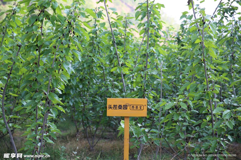 桑葚采摘 桑葚上市 桑甚果