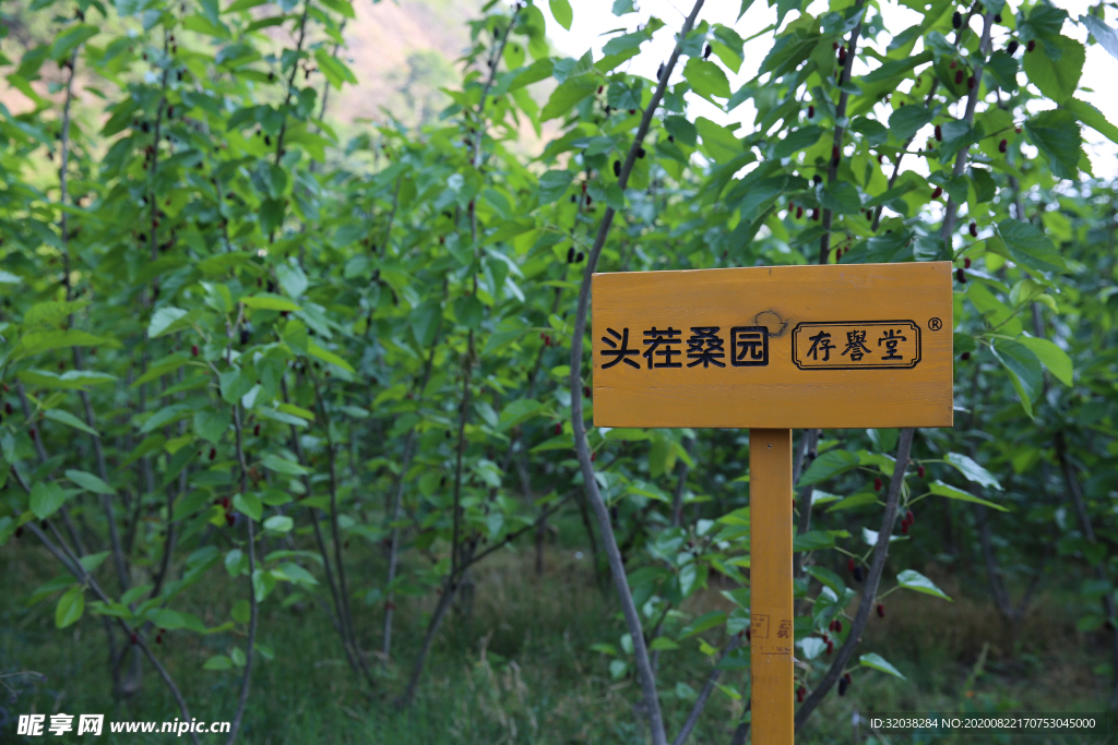 桑葚采摘 桑葚上市 桑甚果