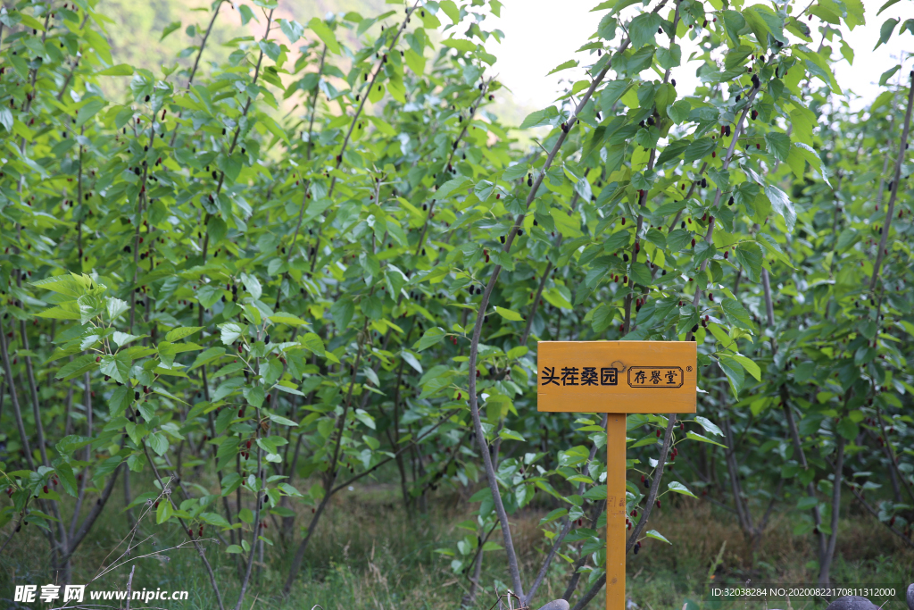 桑葚采摘 桑葚上市 桑甚果