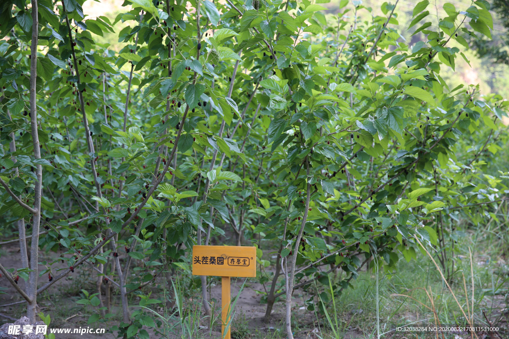 桑葚采摘 桑葚上市 桑甚果