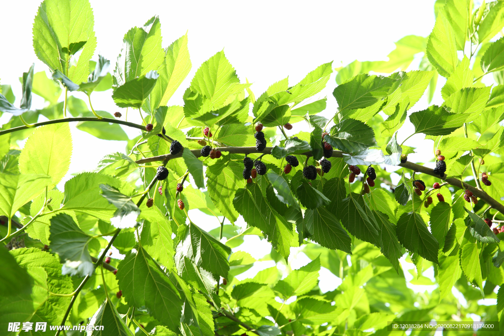 桑葚采摘 桑葚上市 桑甚果