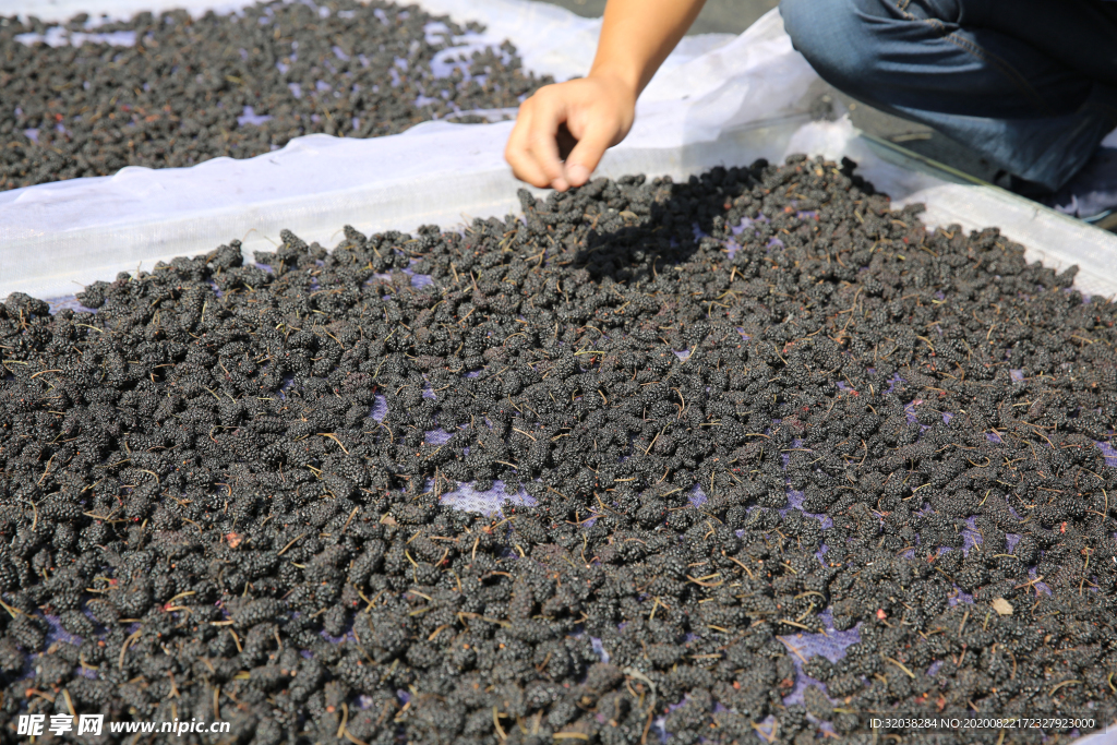 桑葚采摘 桑葚上市 桑甚果