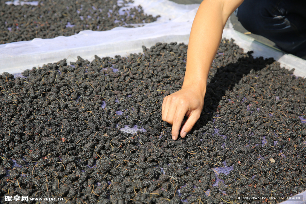 桑葚采摘 桑葚上市 桑甚果