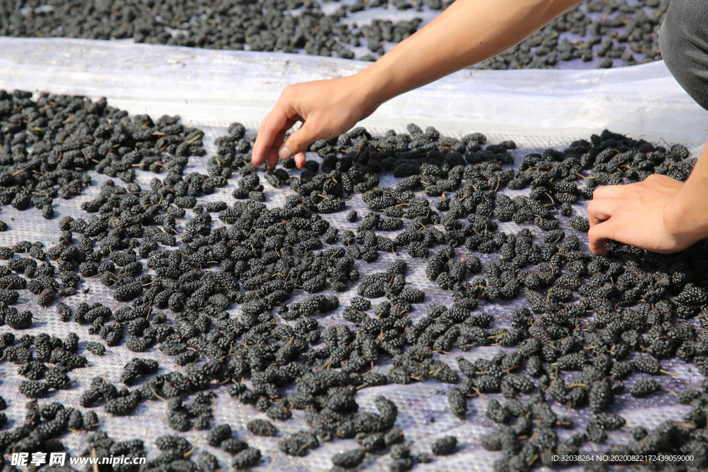 桑葚采摘 桑葚上市 桑甚果