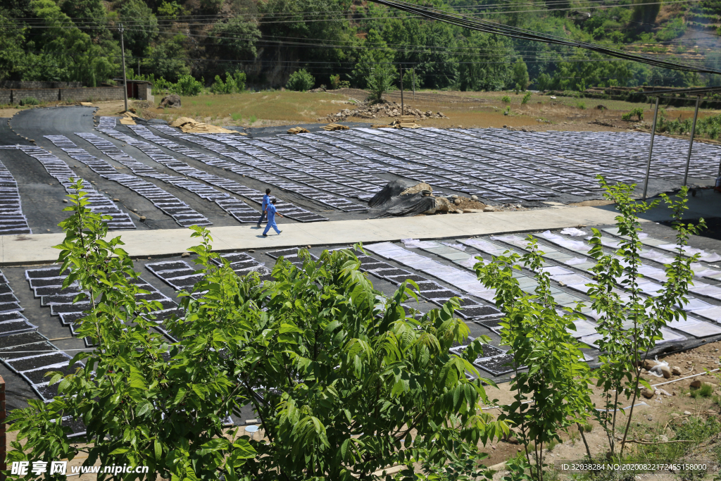 桑葚采摘 桑葚上市 桑甚果