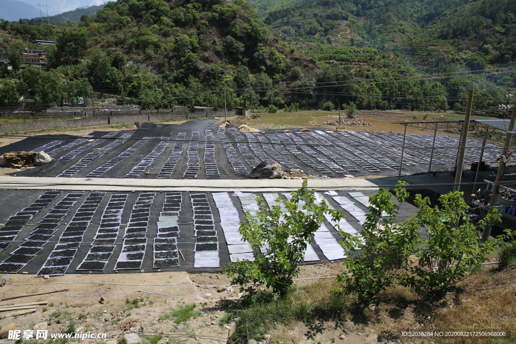 桑葚采摘 桑葚上市 桑甚果