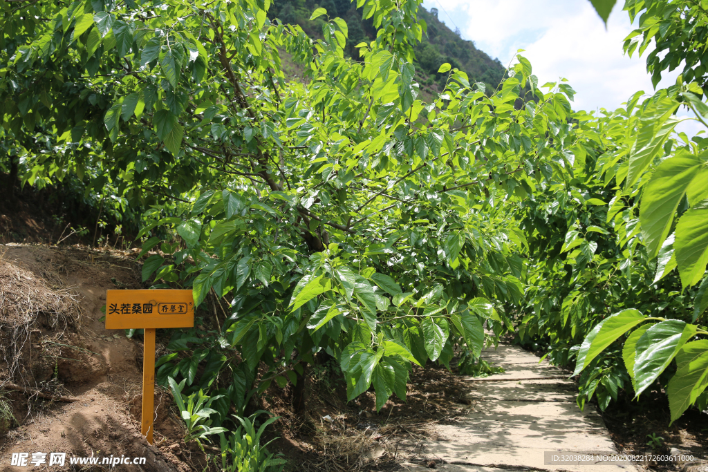 桑葚采摘 桑葚上市 桑甚果