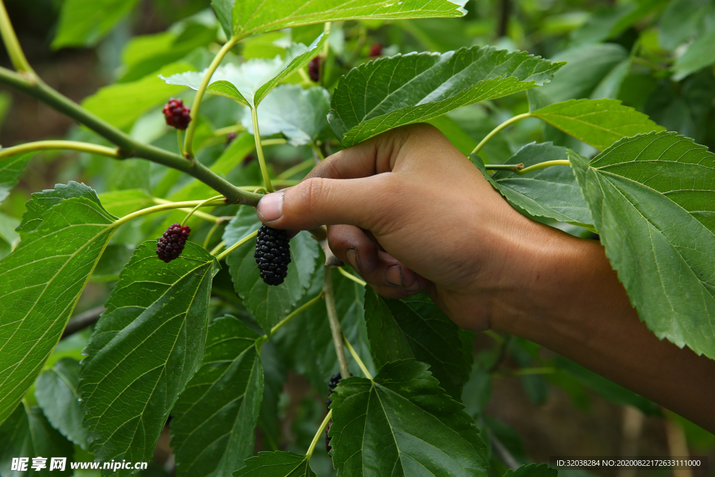 桑葚采摘 桑葚上市 桑甚果