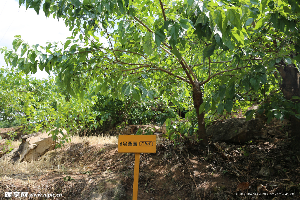 桑葚采摘 桑葚上市 桑甚果