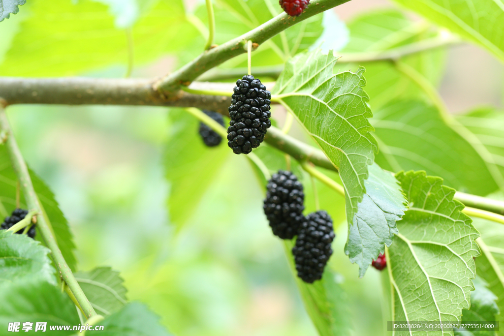 桑葚采摘 桑葚上市 桑甚果