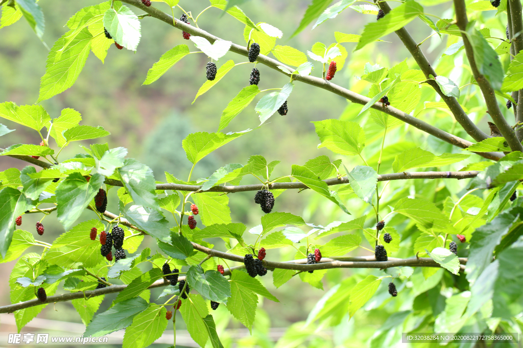 桑葚采摘 桑葚上市 桑甚果