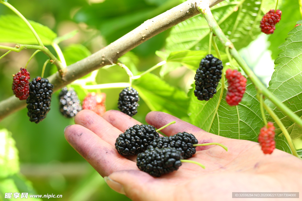 桑葚采摘 桑葚上市 桑甚果