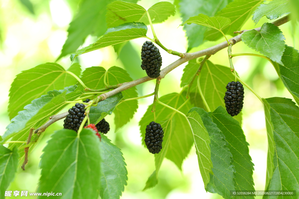 桑葚采摘 桑葚上市 桑甚果