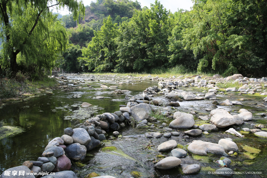 桑葚采摘 桑葚上市 桑甚果
