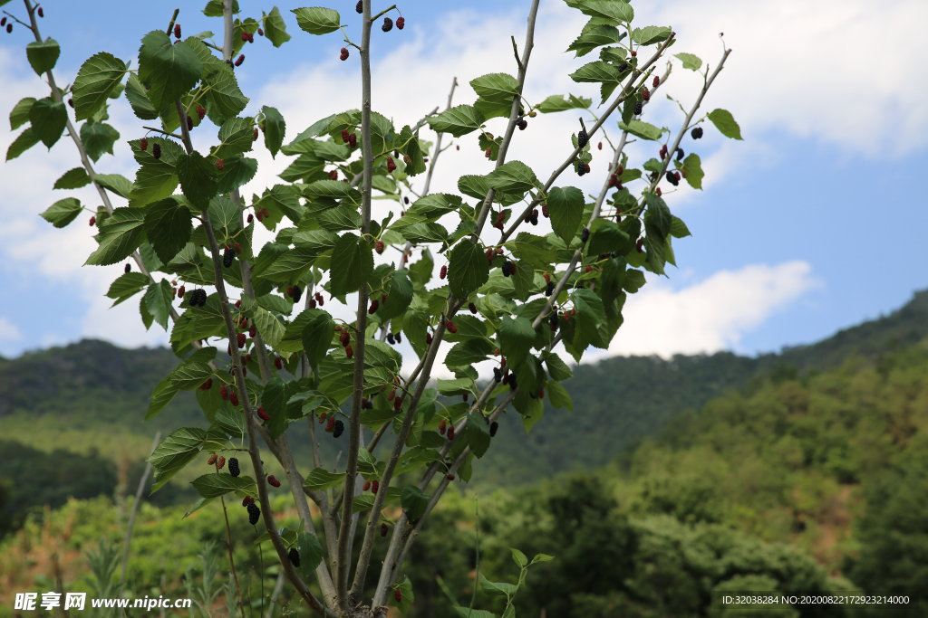 桑葚树 桑葚上市 桑甚果