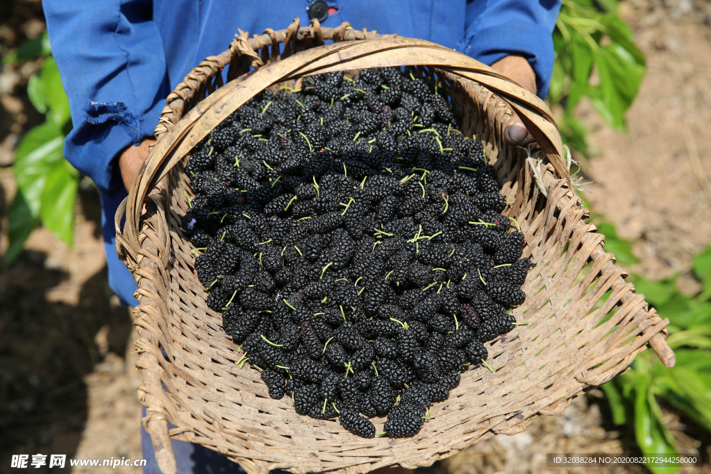 桑葚采摘 桑葚上市 桑甚果