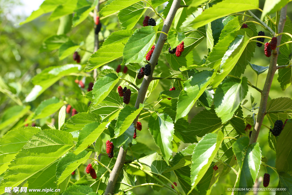 桑葚采摘 桑葚上市 桑甚果