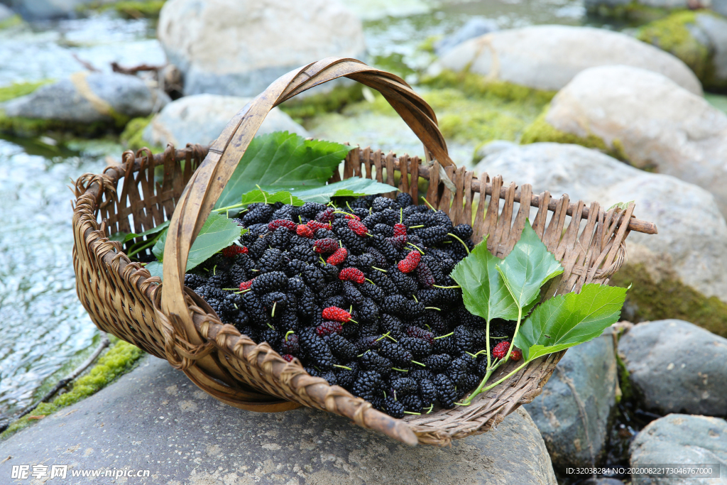 桑葚采摘 桑葚上市 桑甚果