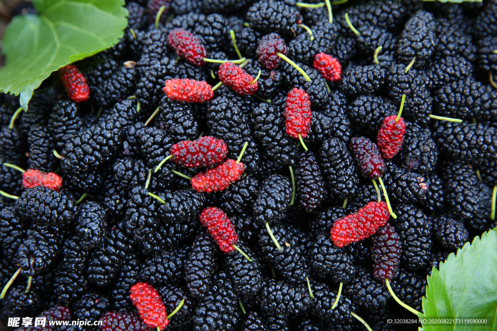 桑葚采摘 桑葚上市 桑甚果