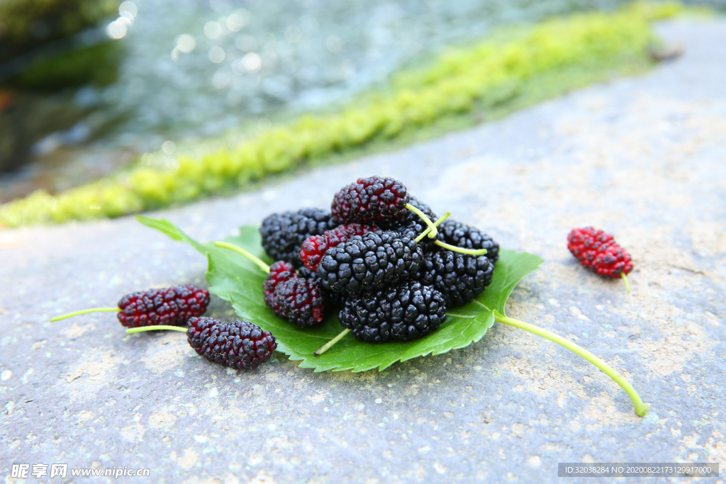 桑葚采摘 桑葚上市 桑甚果