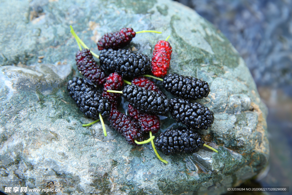 桑葚采摘 桑葚上市 桑甚果