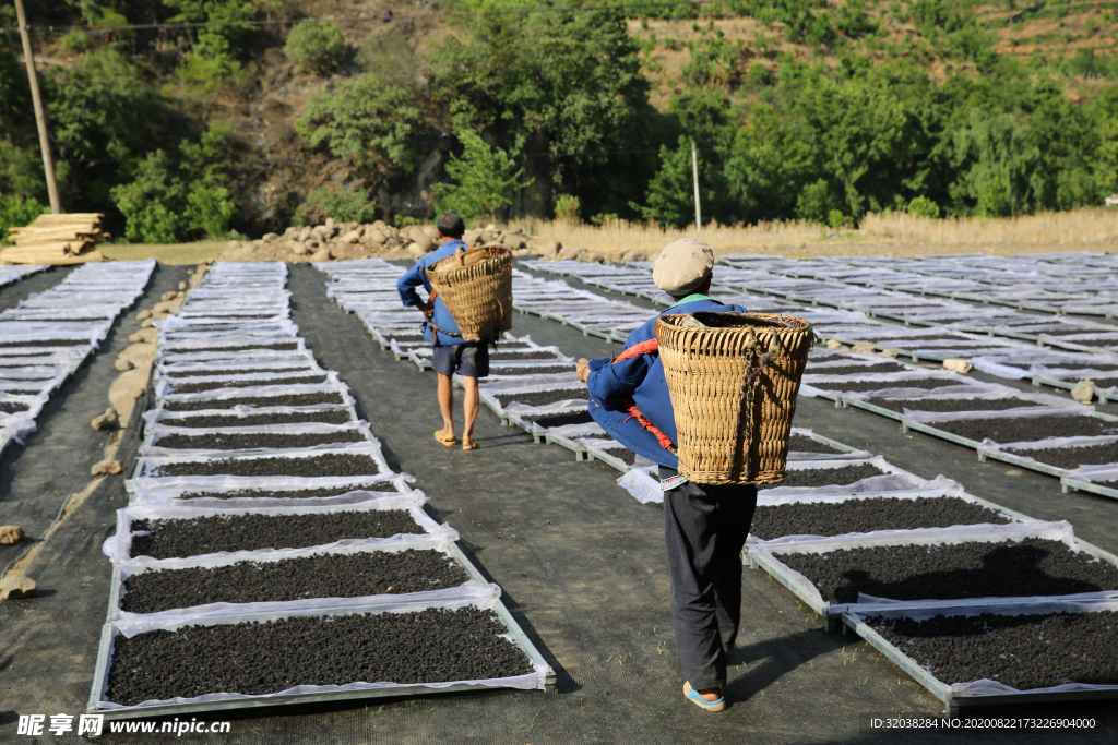 桑葚采摘 桑葚上市 桑甚果