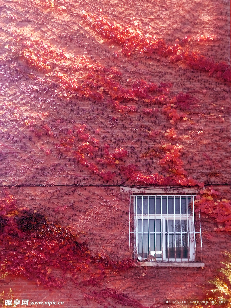 浪漫校园红墙与爬山虎