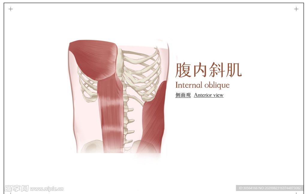 腹内斜肌社会公益展板素材