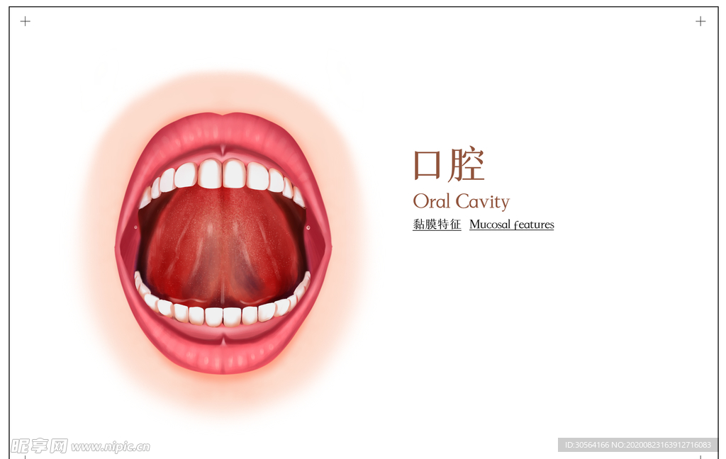 口腔构造社会公益展板素材