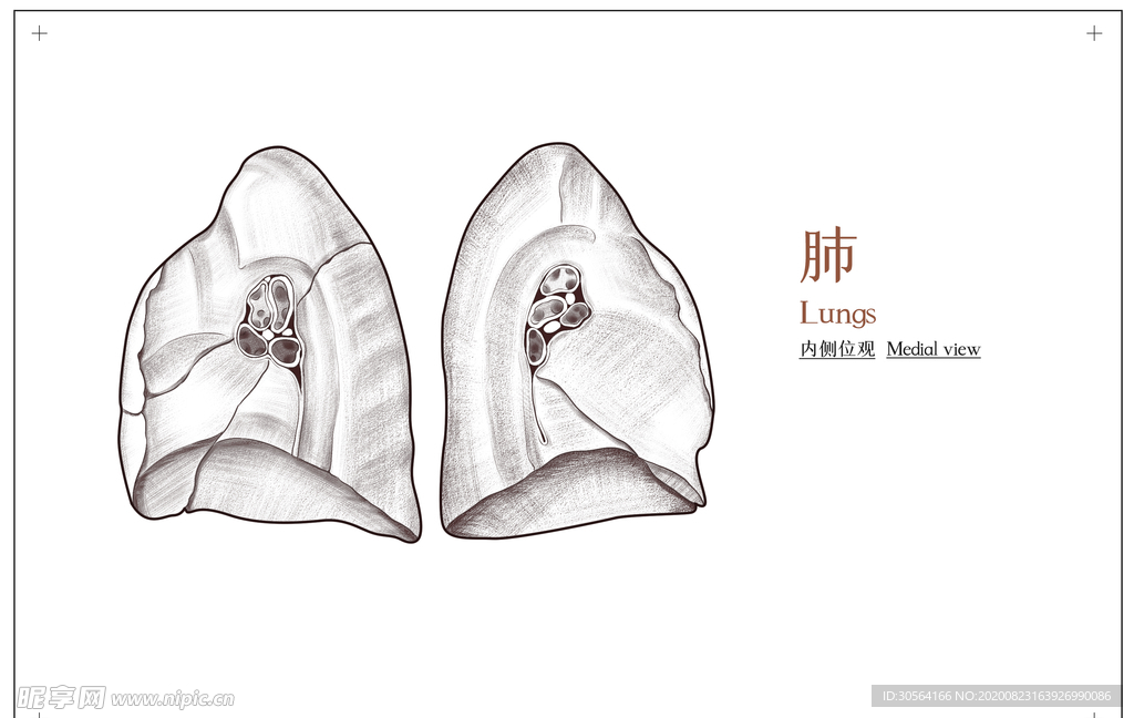 肺部构造社会公益展板素材