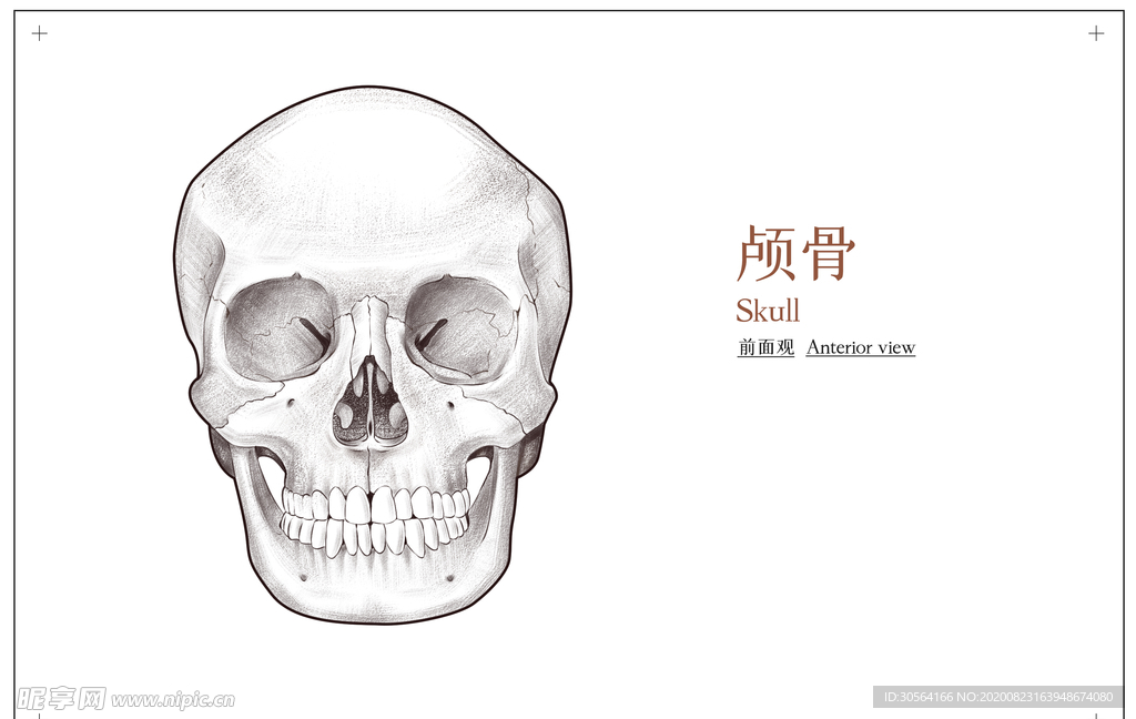 颅骨骨科社会公益展板素材