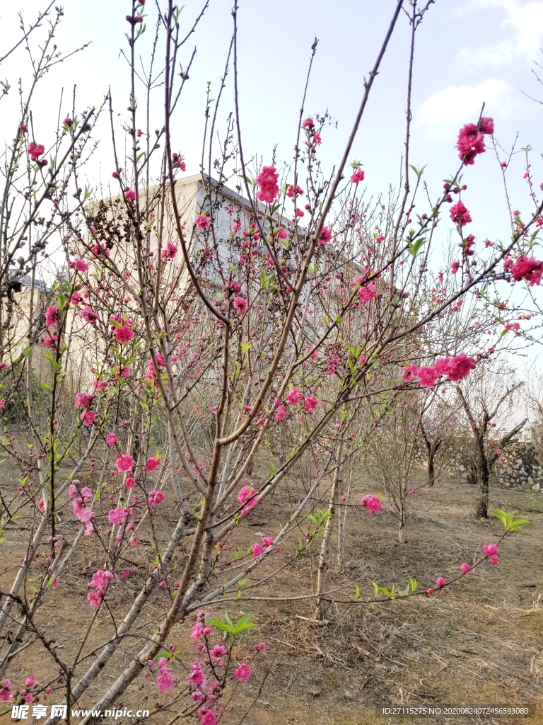 桃花林