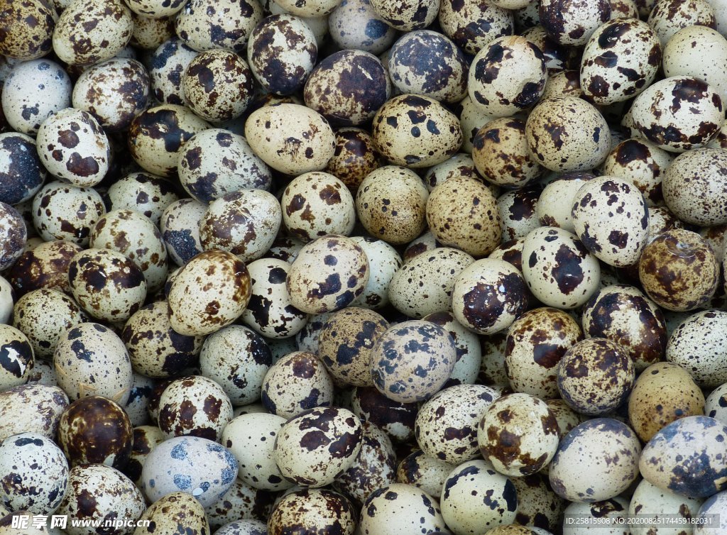 鹌鹑蛋